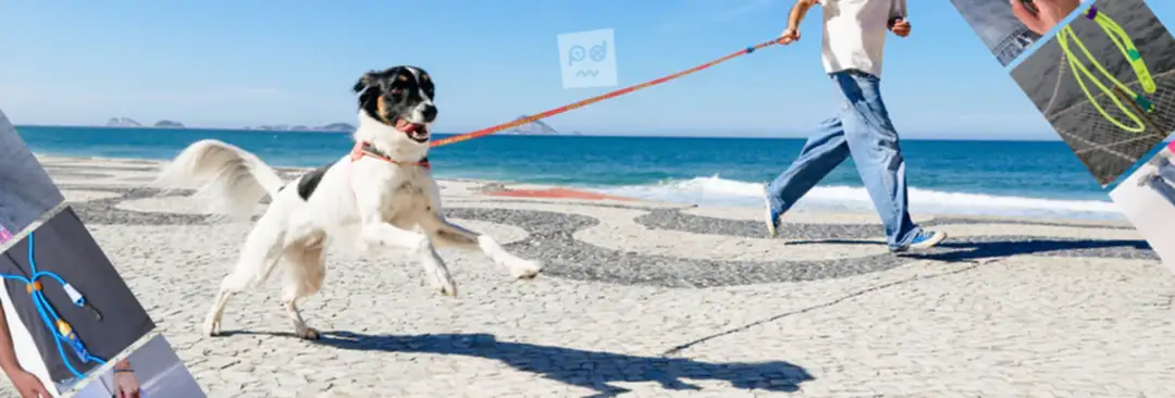 Köpek Boyun Tasması mı, Göğüs Tasması mı? | Rehber